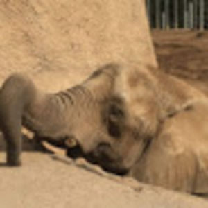 Meet your Posher, Lin